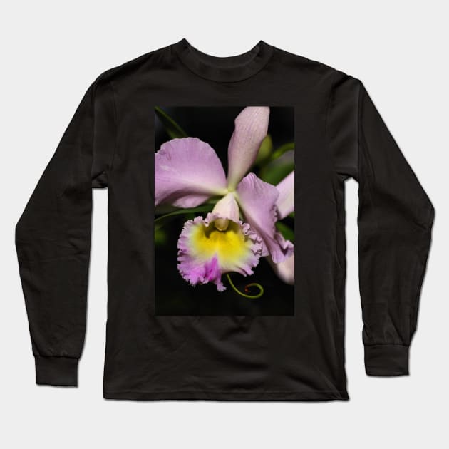 Cattleya Orchid in Pink & Mauve Long Sleeve T-Shirt by Carole-Anne